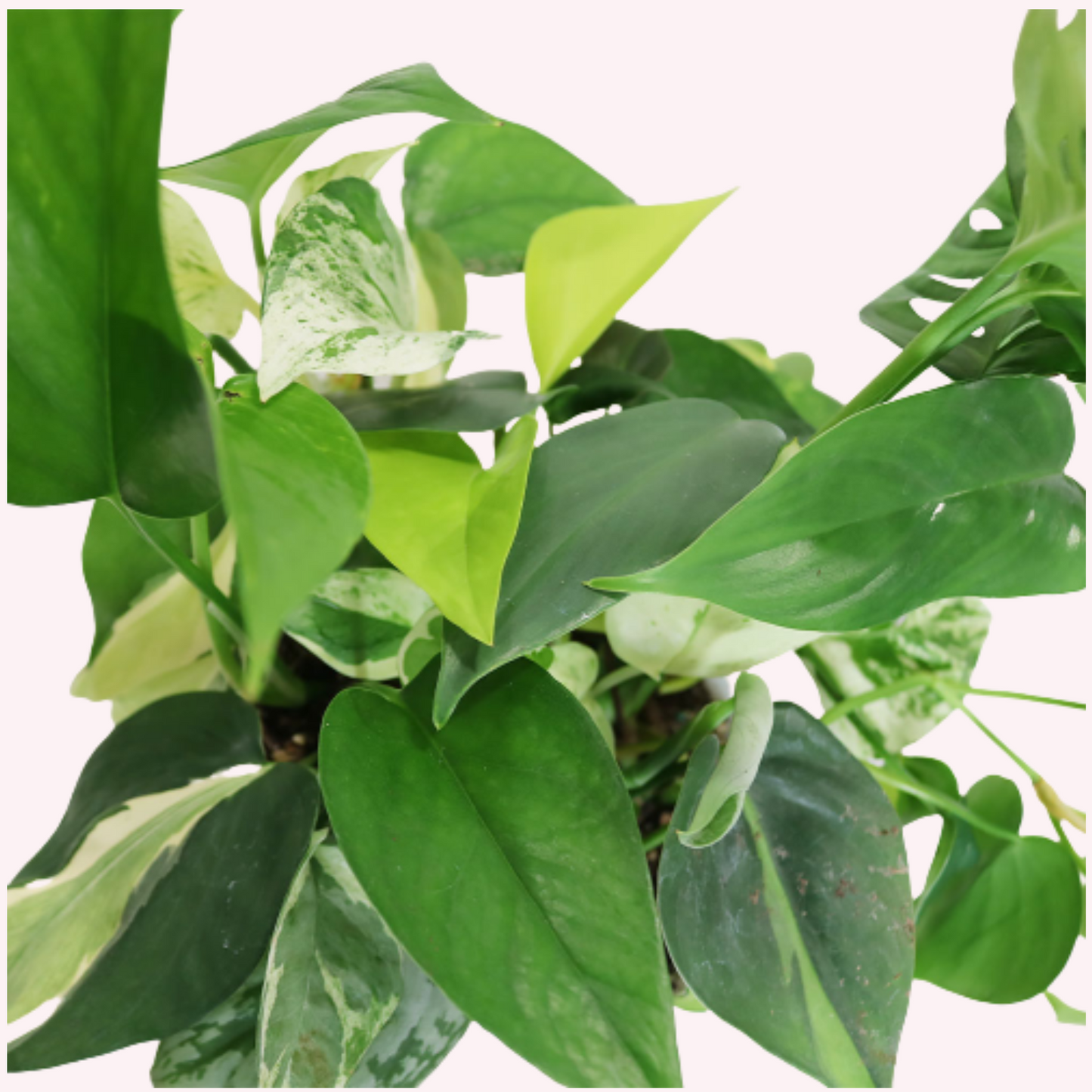 Exotic Foliage Dish Garden Combination, 6" Pot