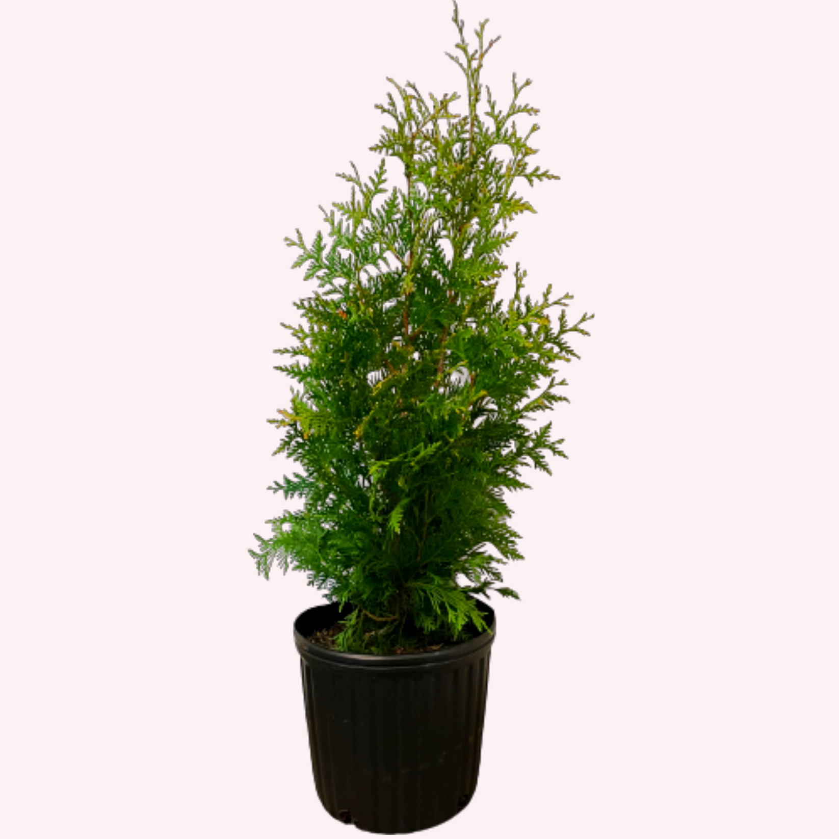 Green Giant Arborvitae, 10" Pot AmericanPlantExchange