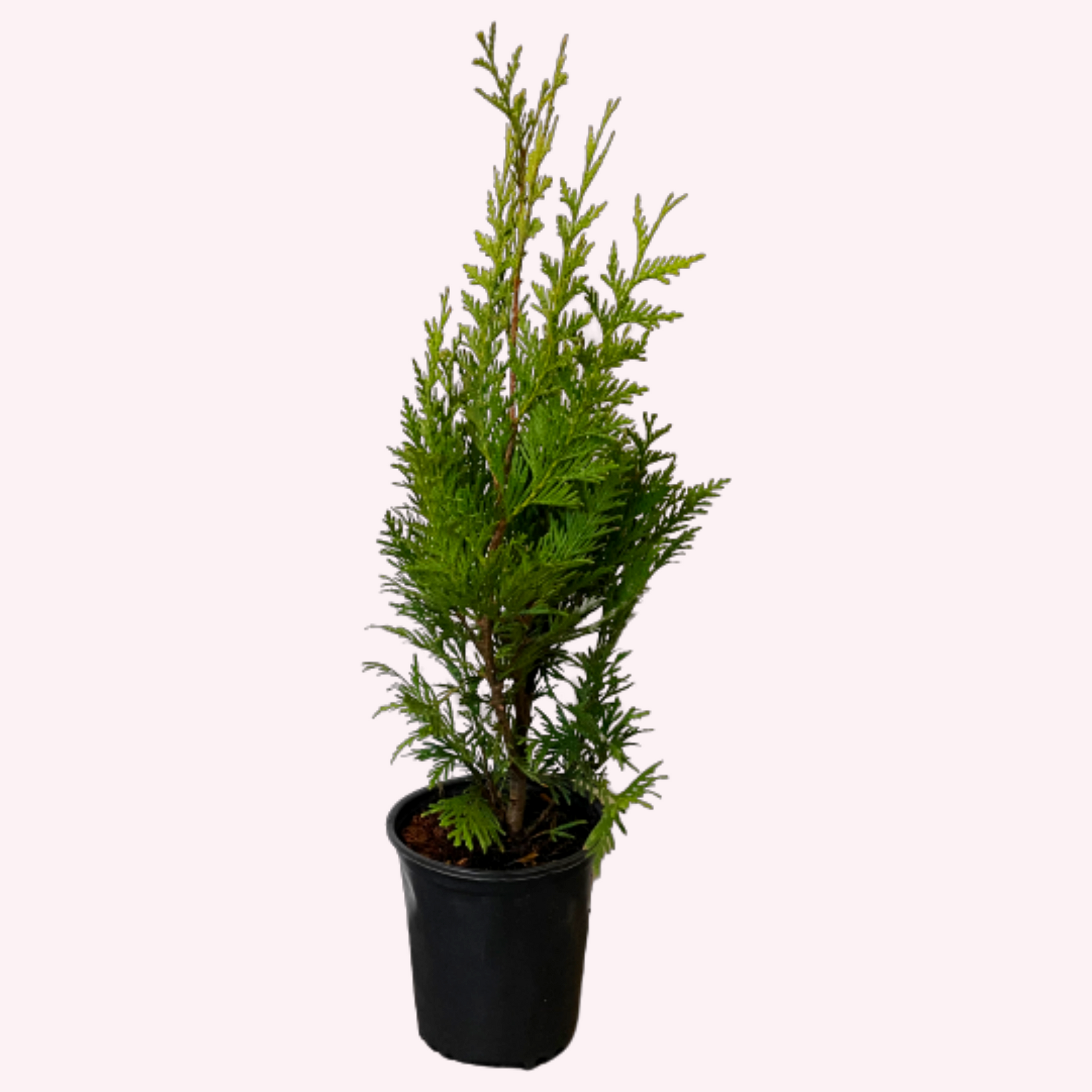 Green Giant Arborvitae, 6" Pot