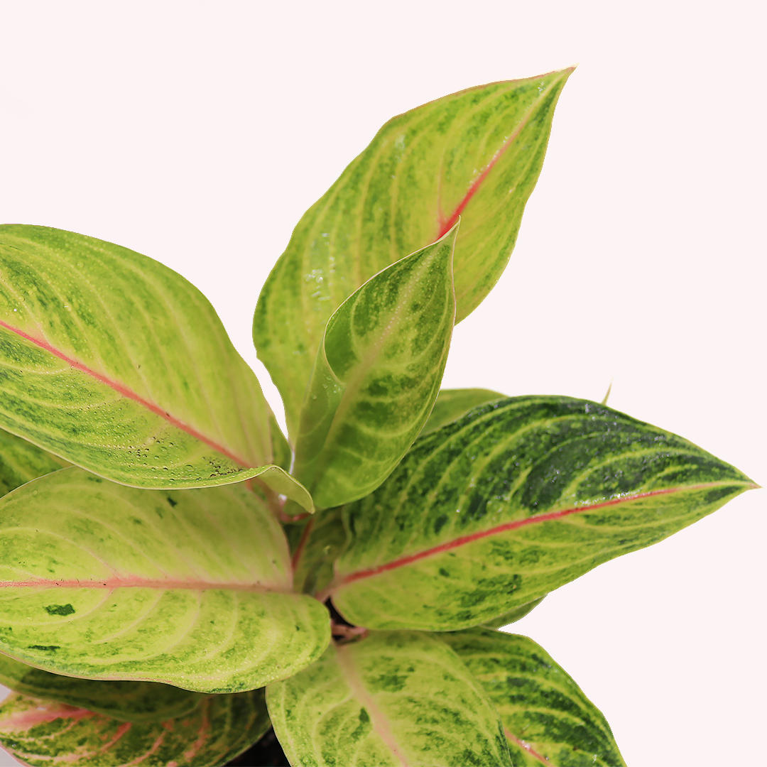 Aglaonema 3 Pack, 6" Pots