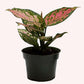 Aglaonema Wishes plant in a 4" pot.