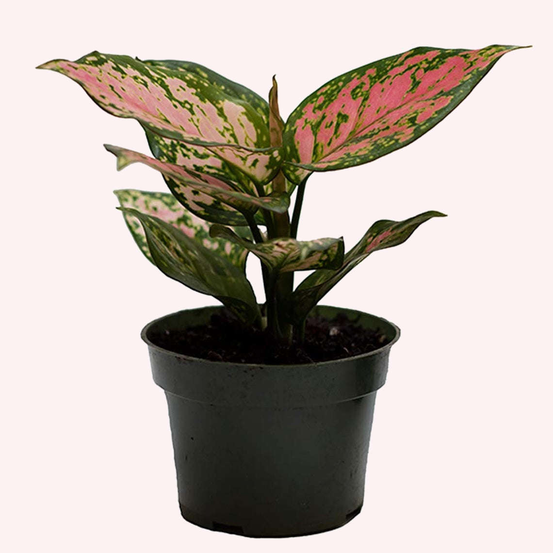 Aglaonema Wishes plant in a 4" pot.