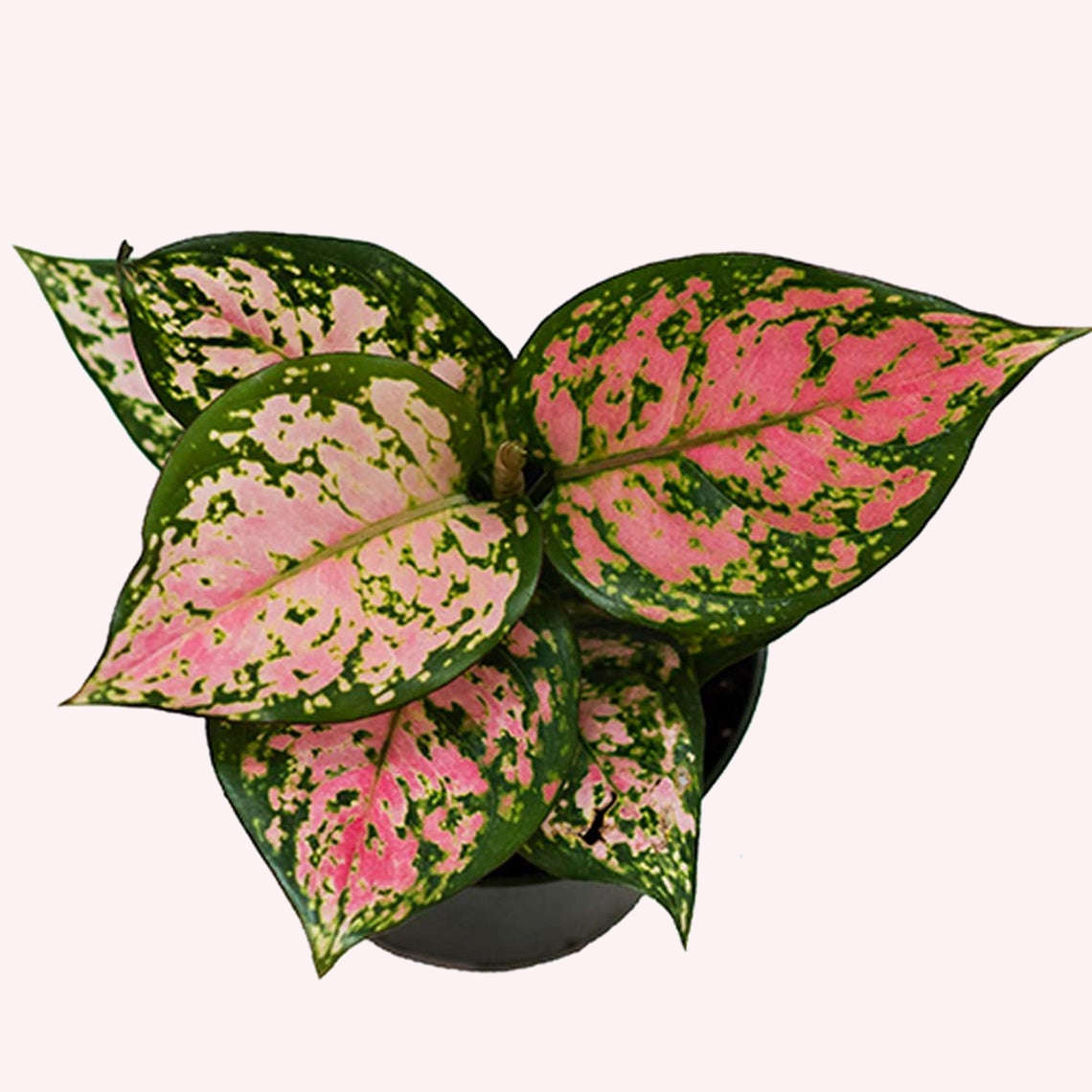 Aglaonema Wishes plant in a 4" pot.