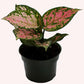 Aglaonema Wishes plant in a 4" pot.