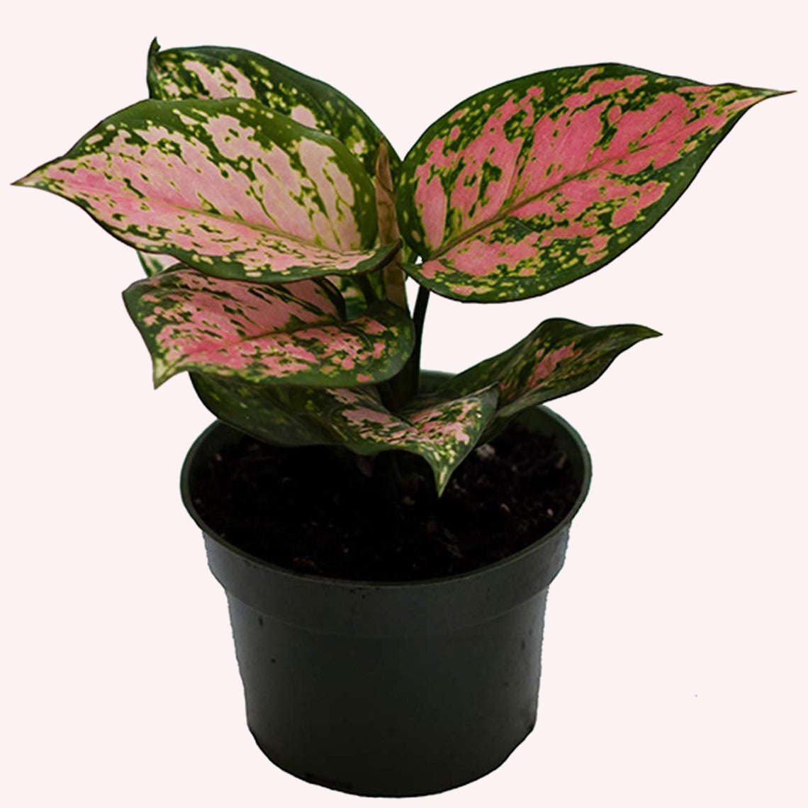 Aglaonema Wishes plant in a 4" pot.