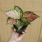 Aglaonema Wishes plant in a 4" pot.