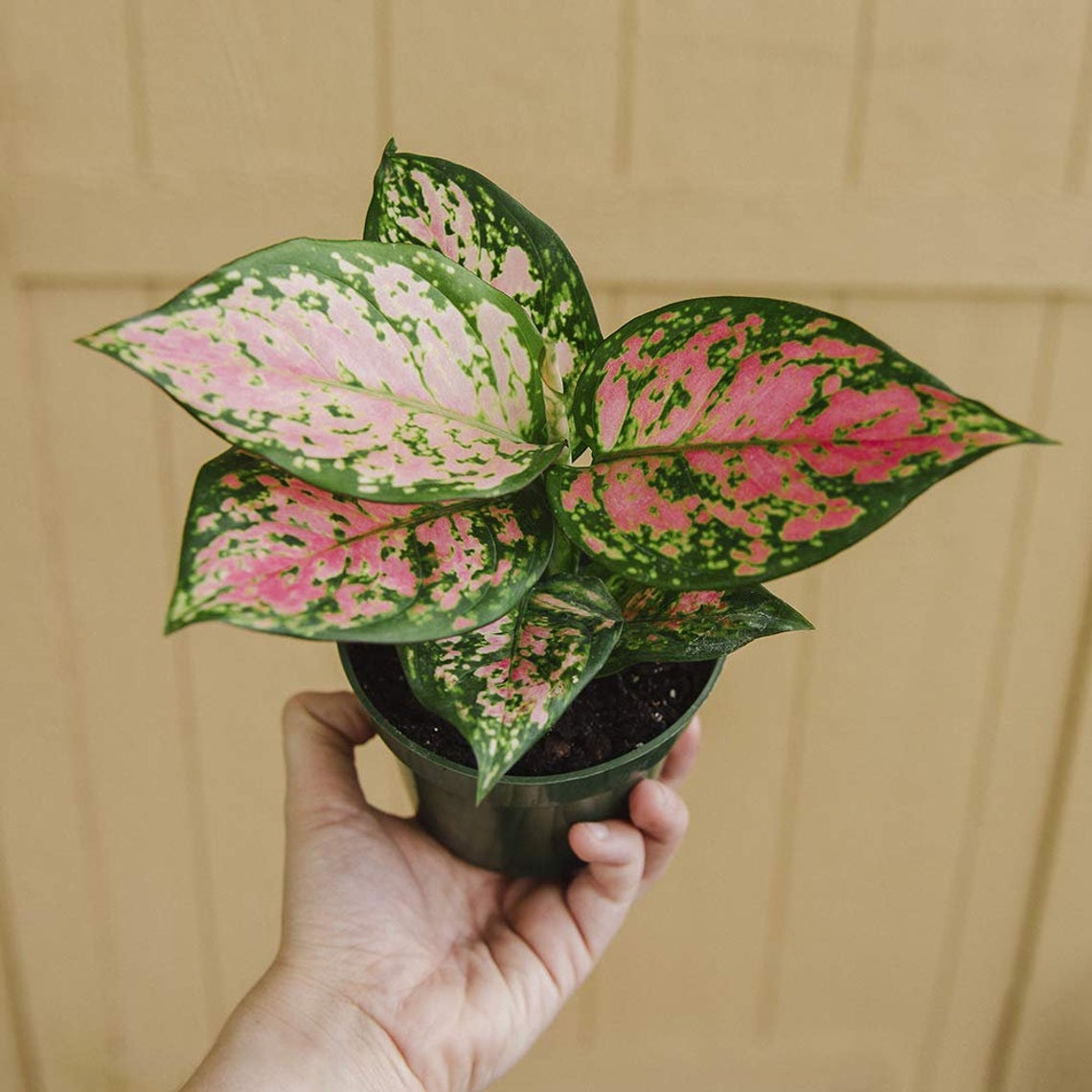 Aglaonema Wishes plant in a 4" pot.