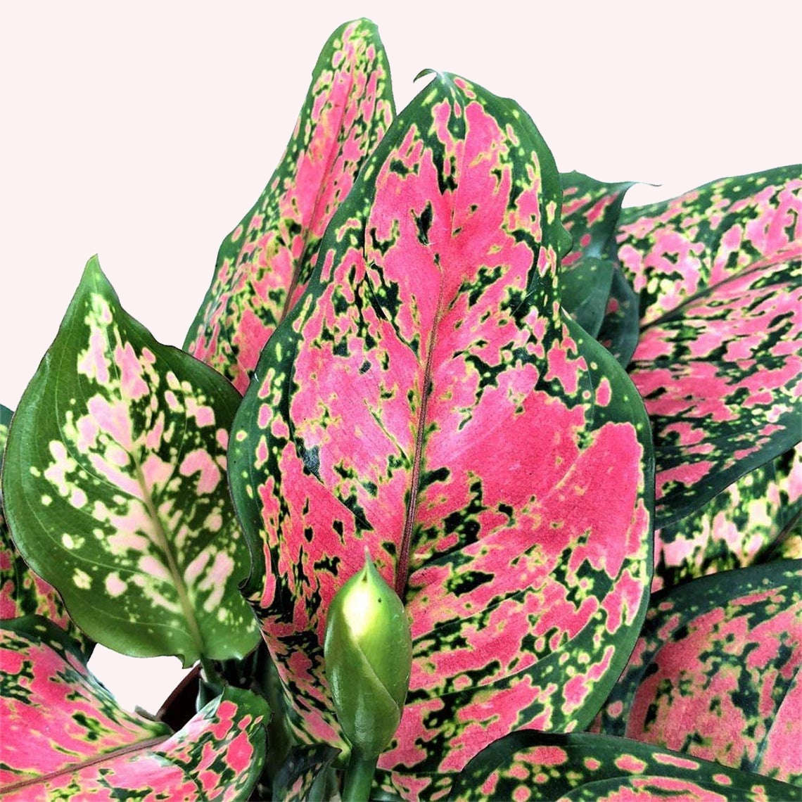 Aglaonema Wishes plant in a 4" pot.