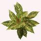 Aglaonema Sparkling Sarah 5" Pot