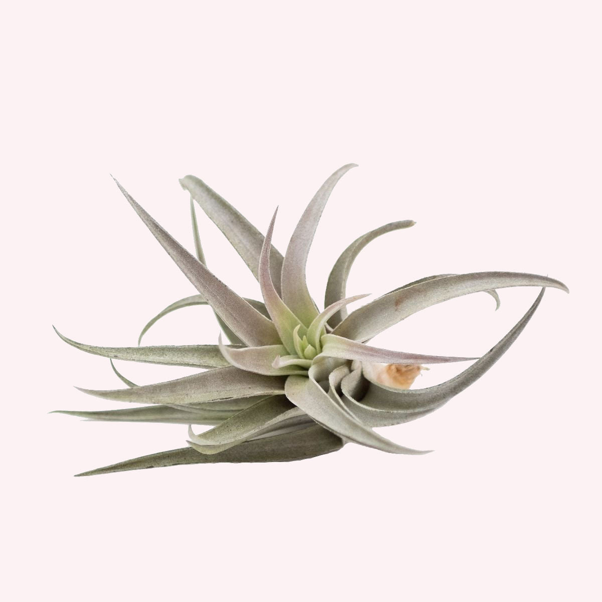 Tillandsia Air Plant.