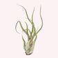 Tillandsia Air Plant.