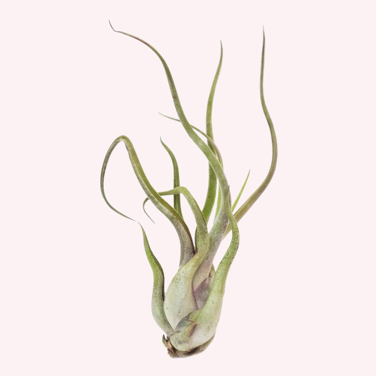 Tillandsia Air Plant.