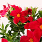 Dipladenia Mandevilla 10" Pot, Red Blooms