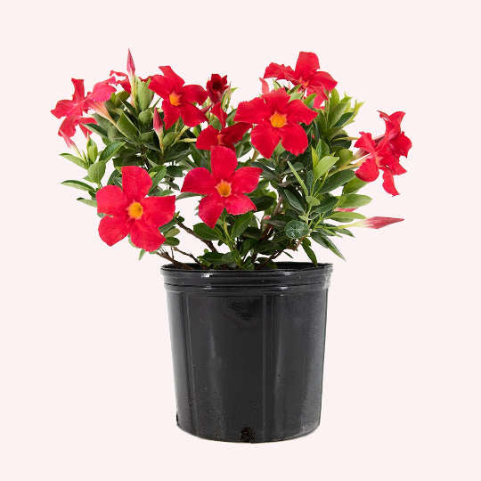 Dipladenia Mandevilla 10" Pot, Red Blooms