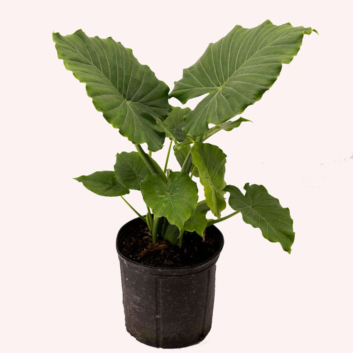 Alocasia Elephant Ear plant in a 10" pot.