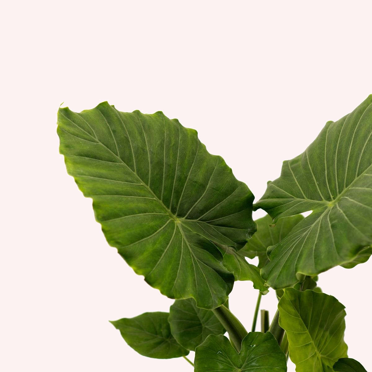 Alocasia Elephant Ear plant.