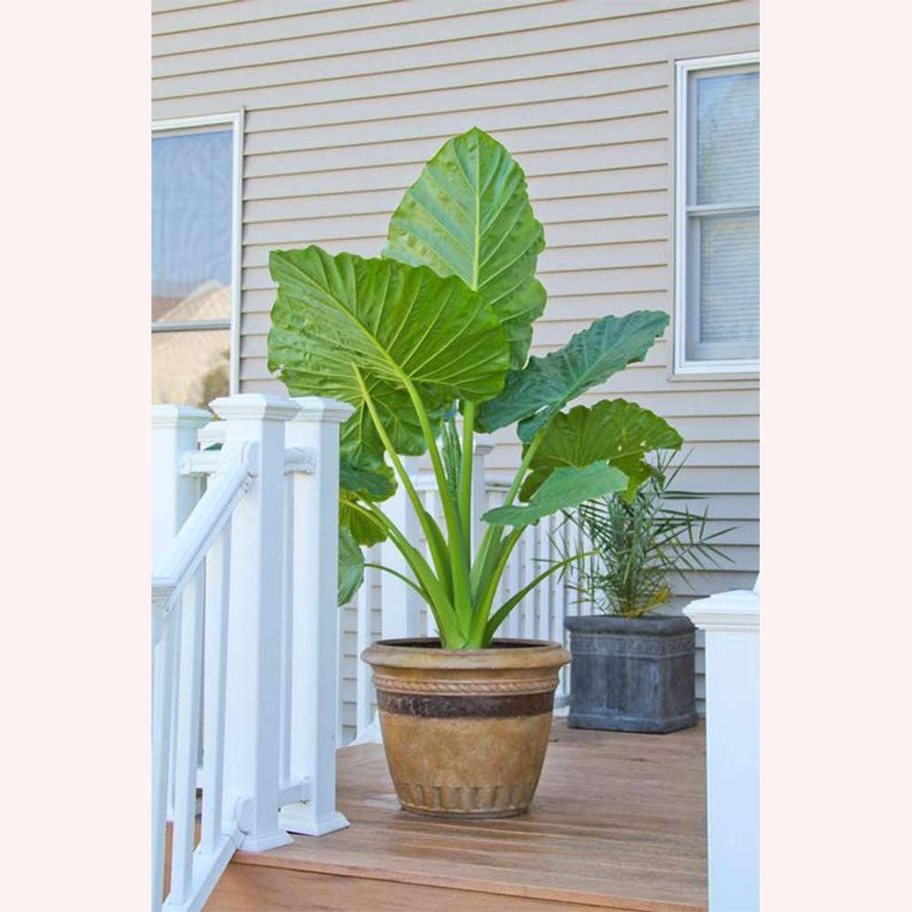 Alocasia Elephant Ear plant in a 10" brown planter.