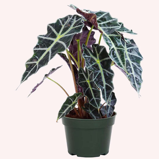Alocasia Polly plant in a 6" pot.