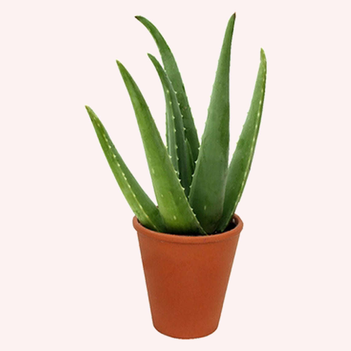 Aloe Vera plant in a 6" pot.