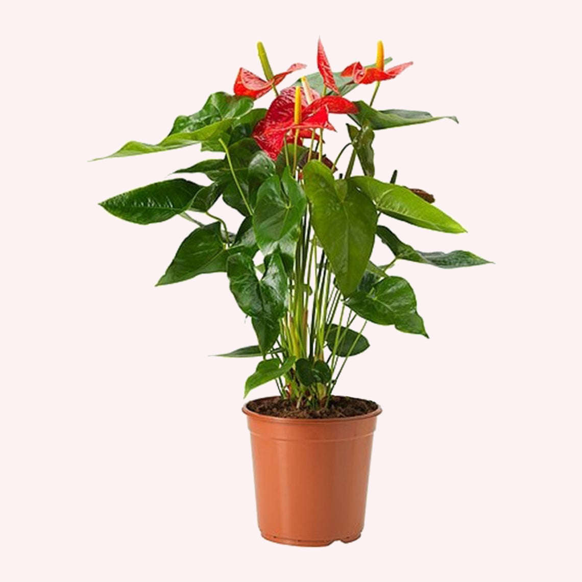 Anthurium Red plant in a 6" pot.
