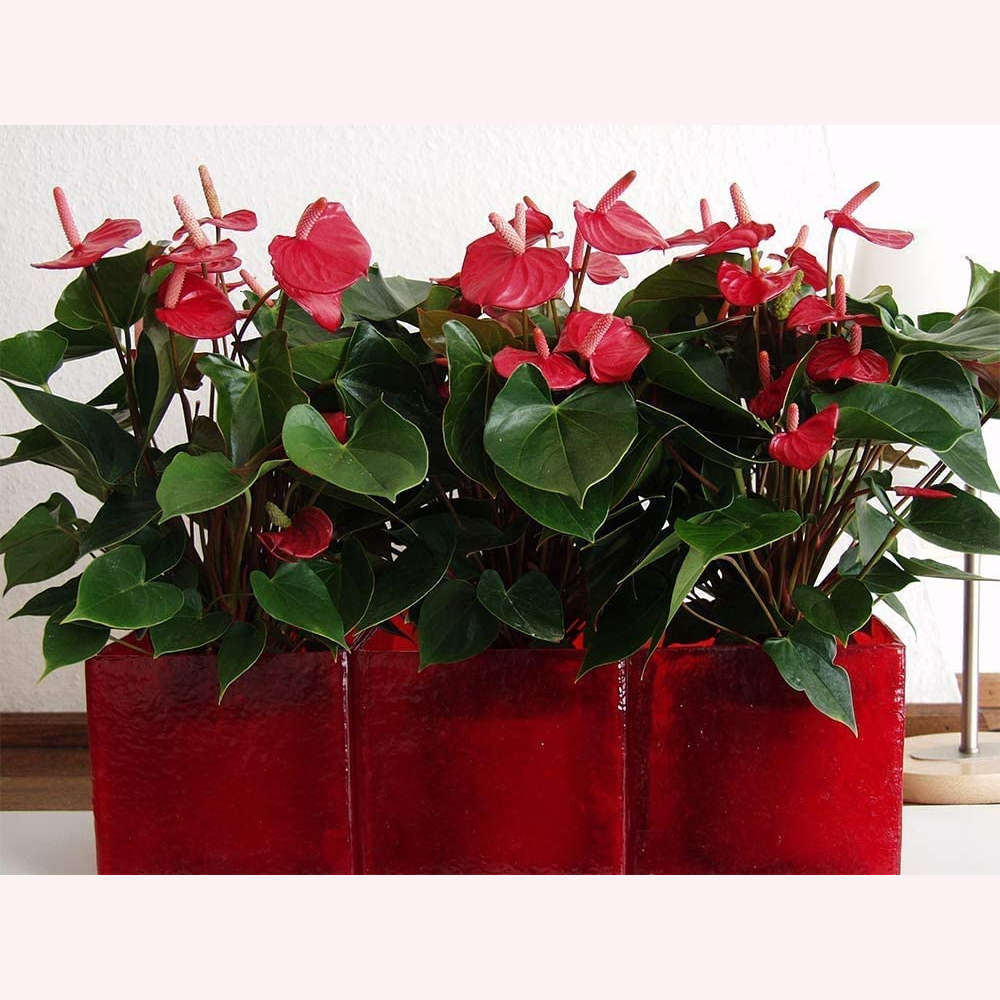 Anthurium Red plants in a triple potter.