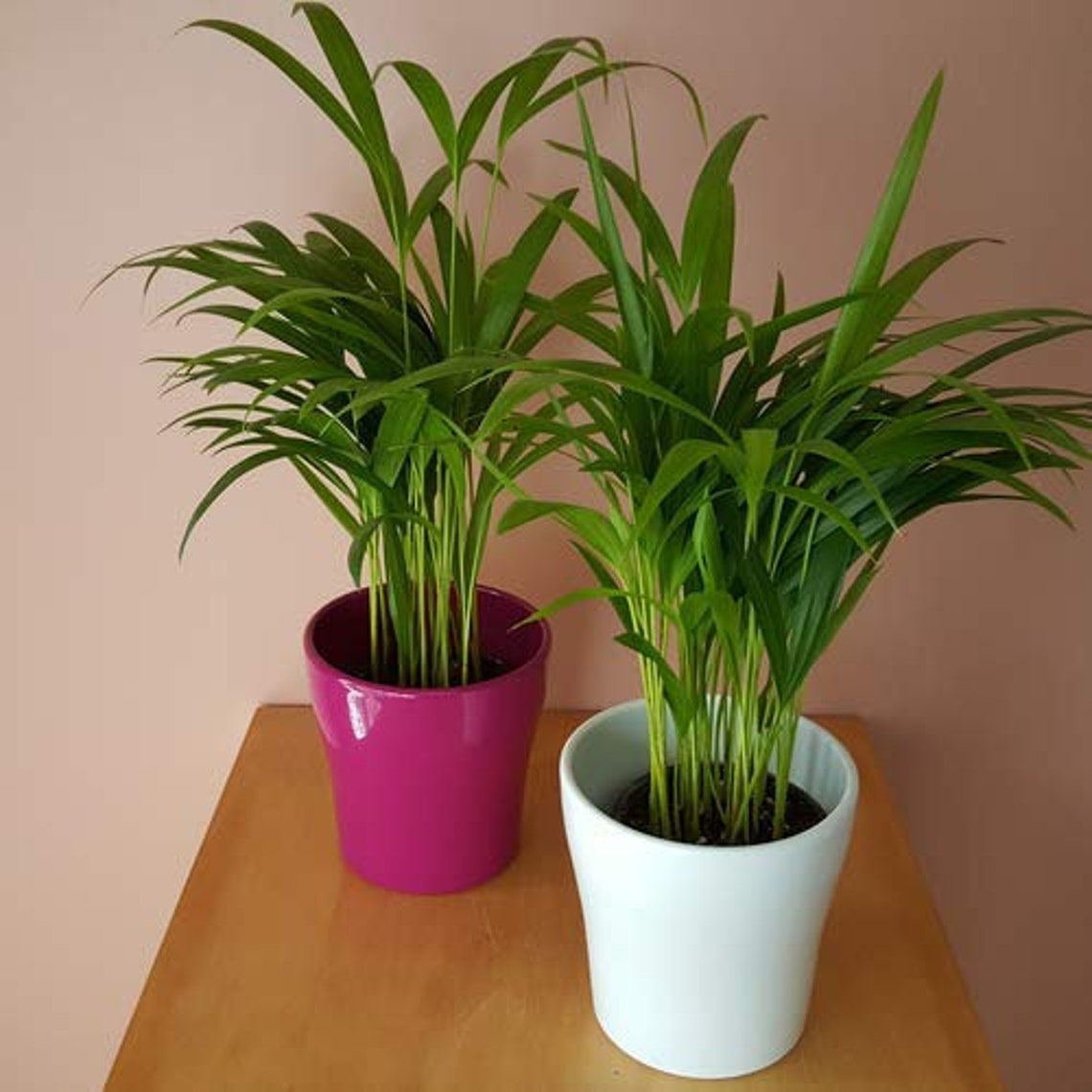 Areca Palm, 4" Three Pack