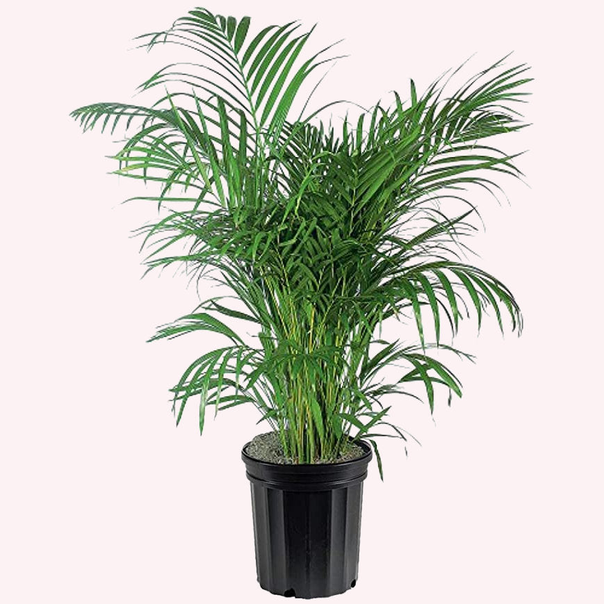 Areca Palm, 10" Pot