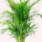 Areca Palm, 6" Pot