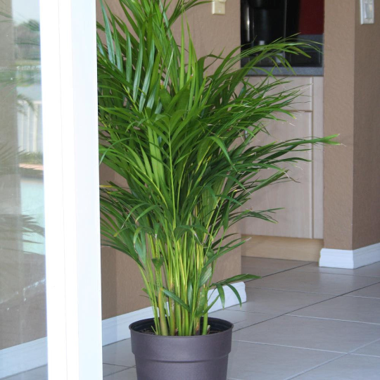 Areca Palm, 6" Pot