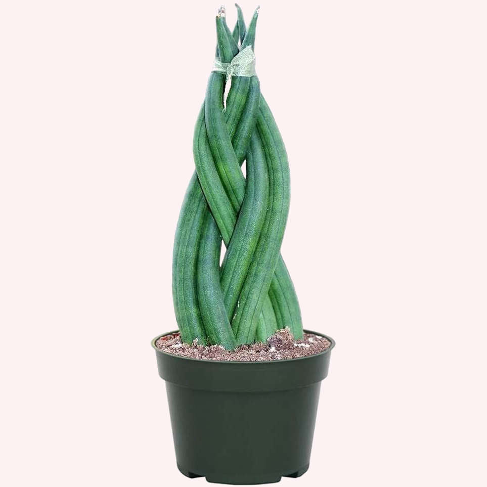 Braided Sansevieria , 4" Pot