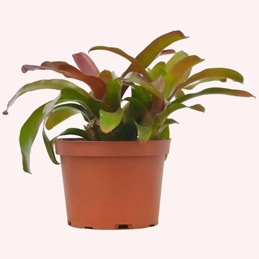 Bromeliad Fireball Neoregelia in a 6" pot.