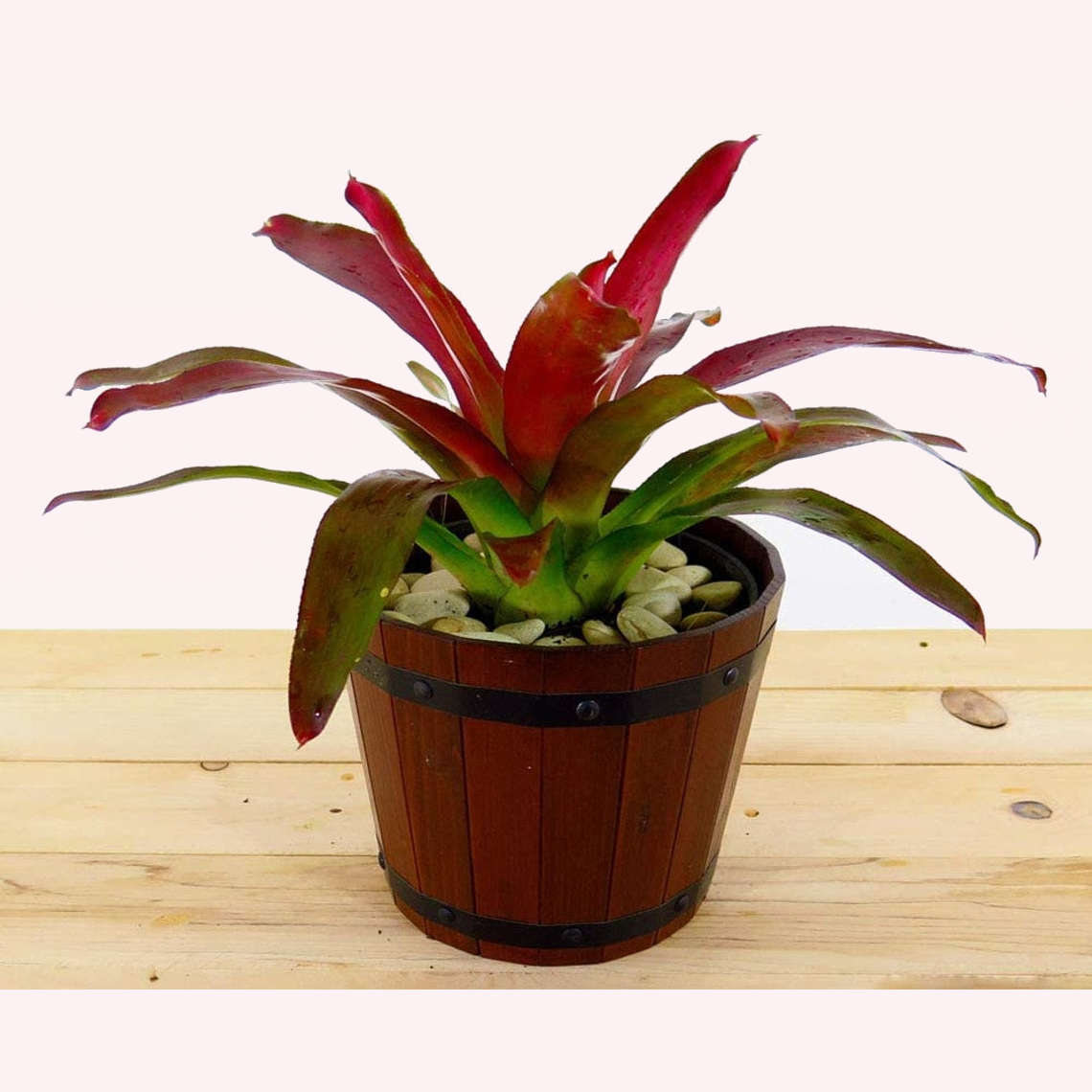 Bromeliad Fireball Neoregelia in a 6" barrel planter.