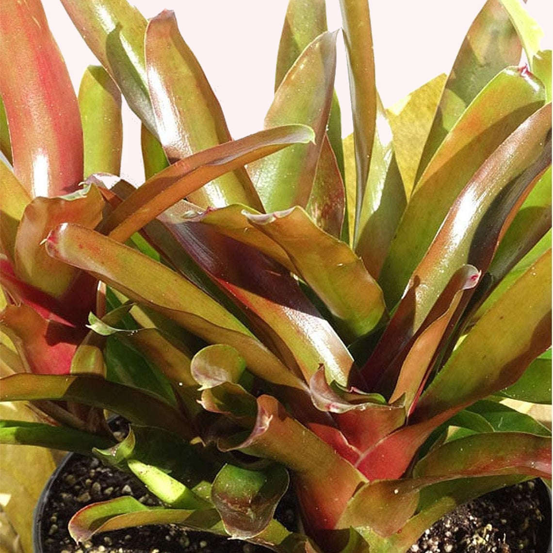 Bromeliad Fireball Neoregelia leaves.