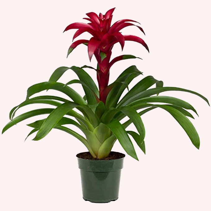 Bromeliad Guzmania in a 6" pot.