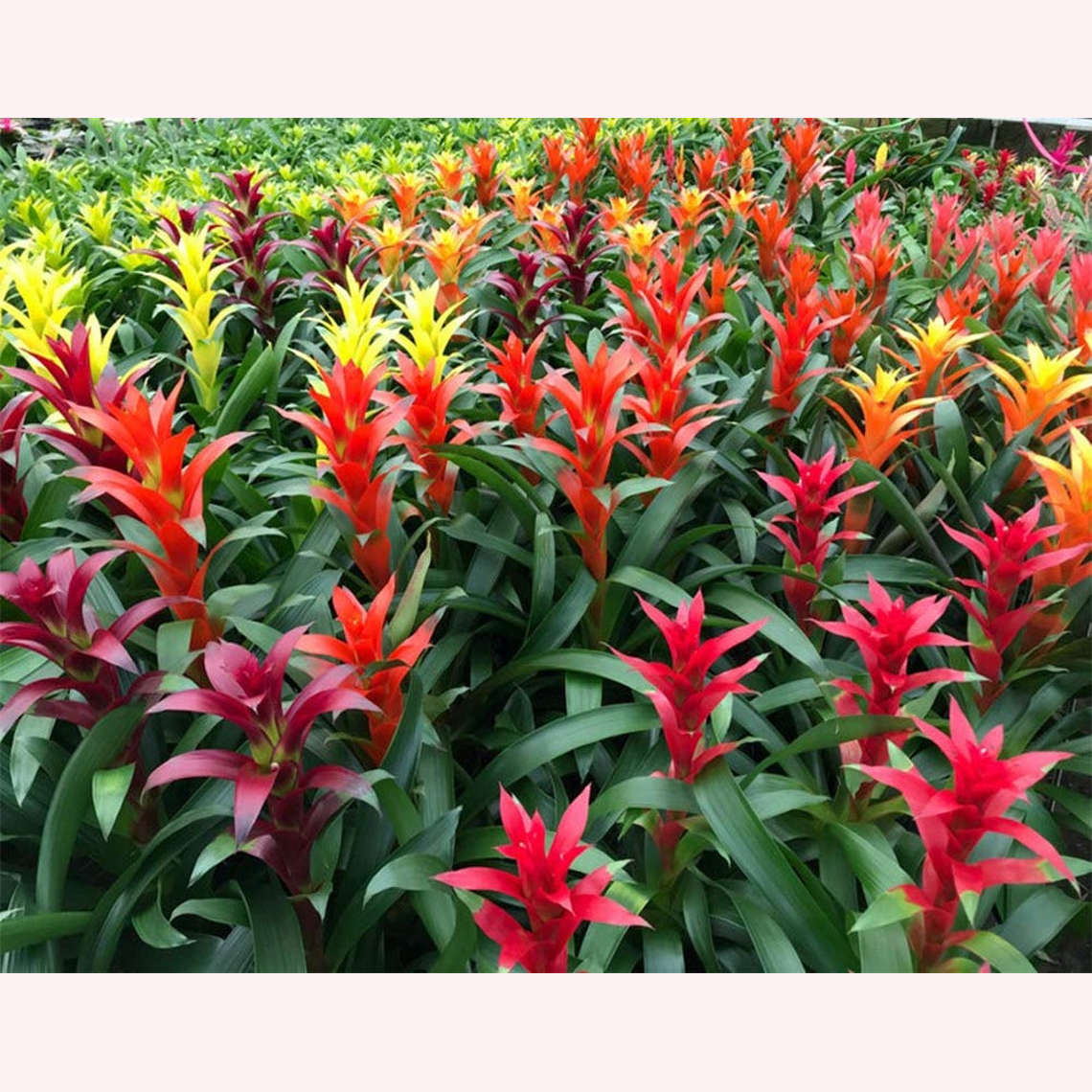 Bromeliad Guzmania in assorted colors.