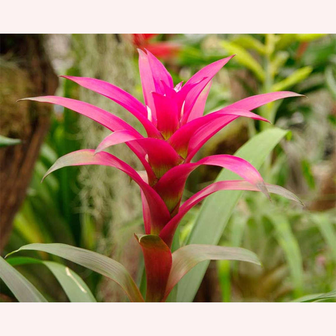 Bromeliad Guzmania plant.