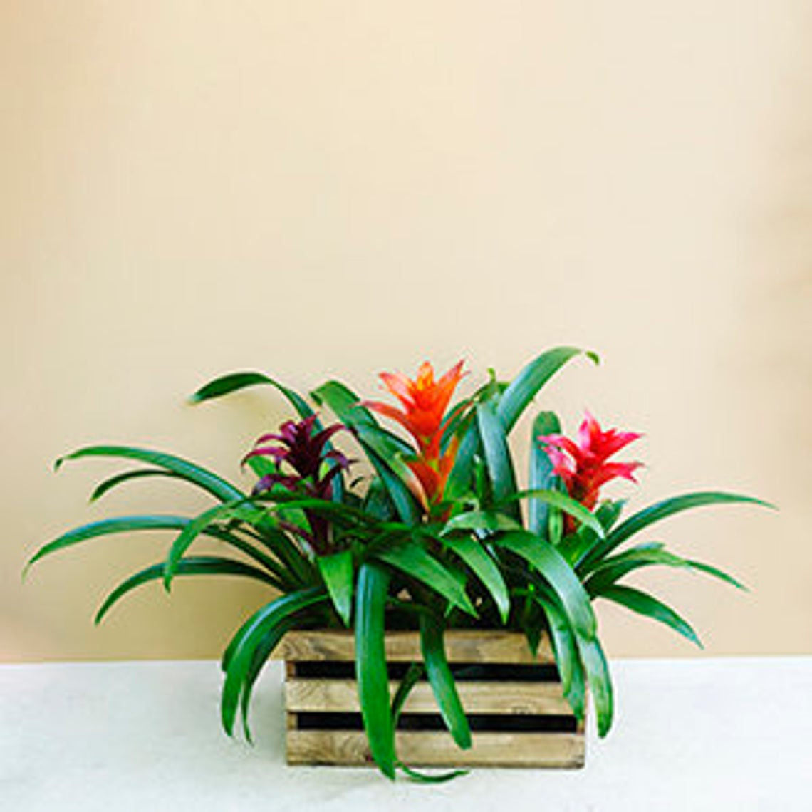 Bromeliad Guzmania in assorted colors.