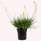 Yellow Bulbine, 6" Pot