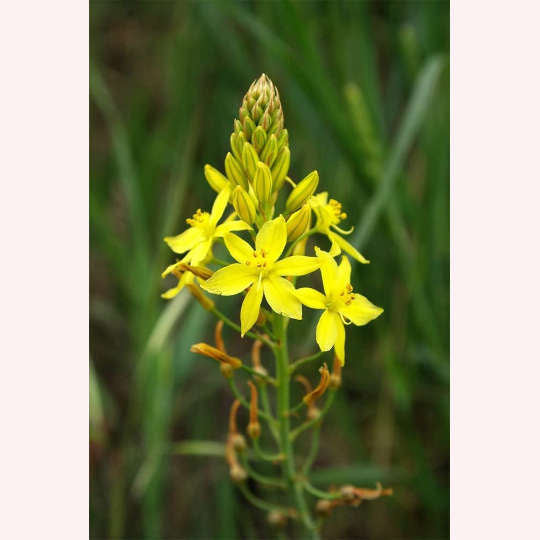 Yellow Bulbine, 6" Pot