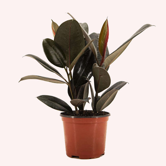 Burgundy Rubber Tree in a 6" pot.