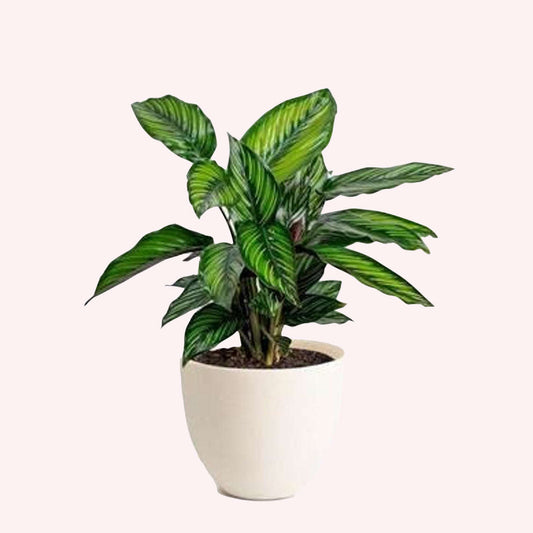 Calathea Beauty Star, 6" Pot