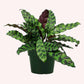 Calathea Rattlesnake in a 6" pot.