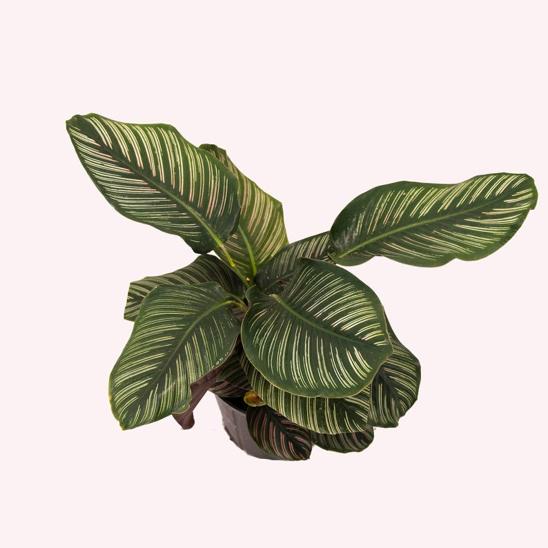 Calathea Ornata, Pinstripe Prayer Plant, 10-Inch Pot