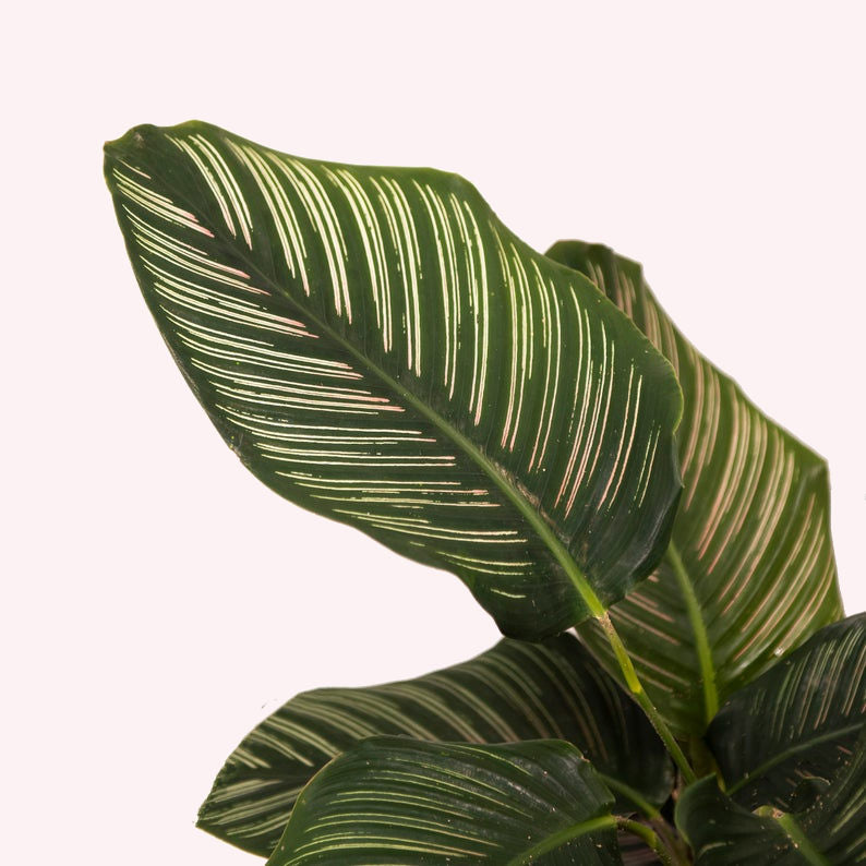 Calathea Ornata, Pinstripe Prayer Plant, 10-Inch Pot