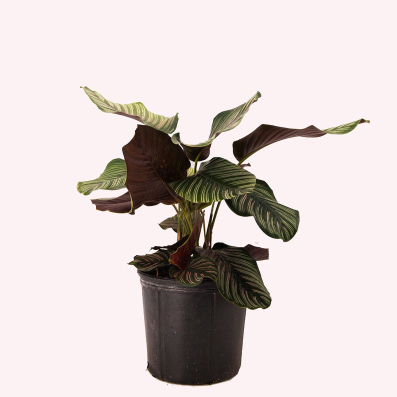 Calathea Ornata, Pinstripe Prayer Plant, 10-Inch Pot