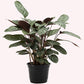 Calathea Silver Star Ctenanthe, 6" Pot