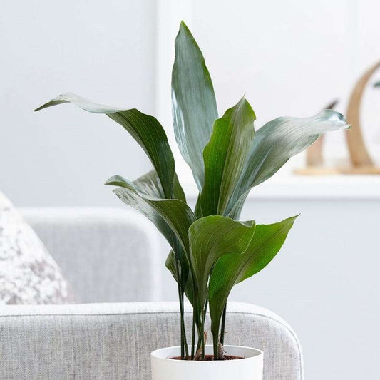 Cast Iron plant in a 6" white planter.