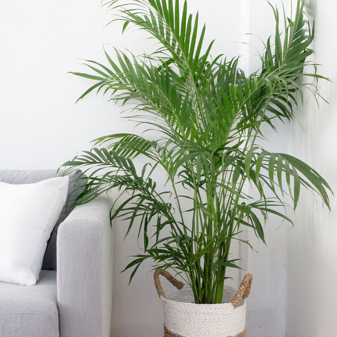 Areca plant outlet cats