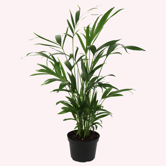 Cat Palm, 6" Pot