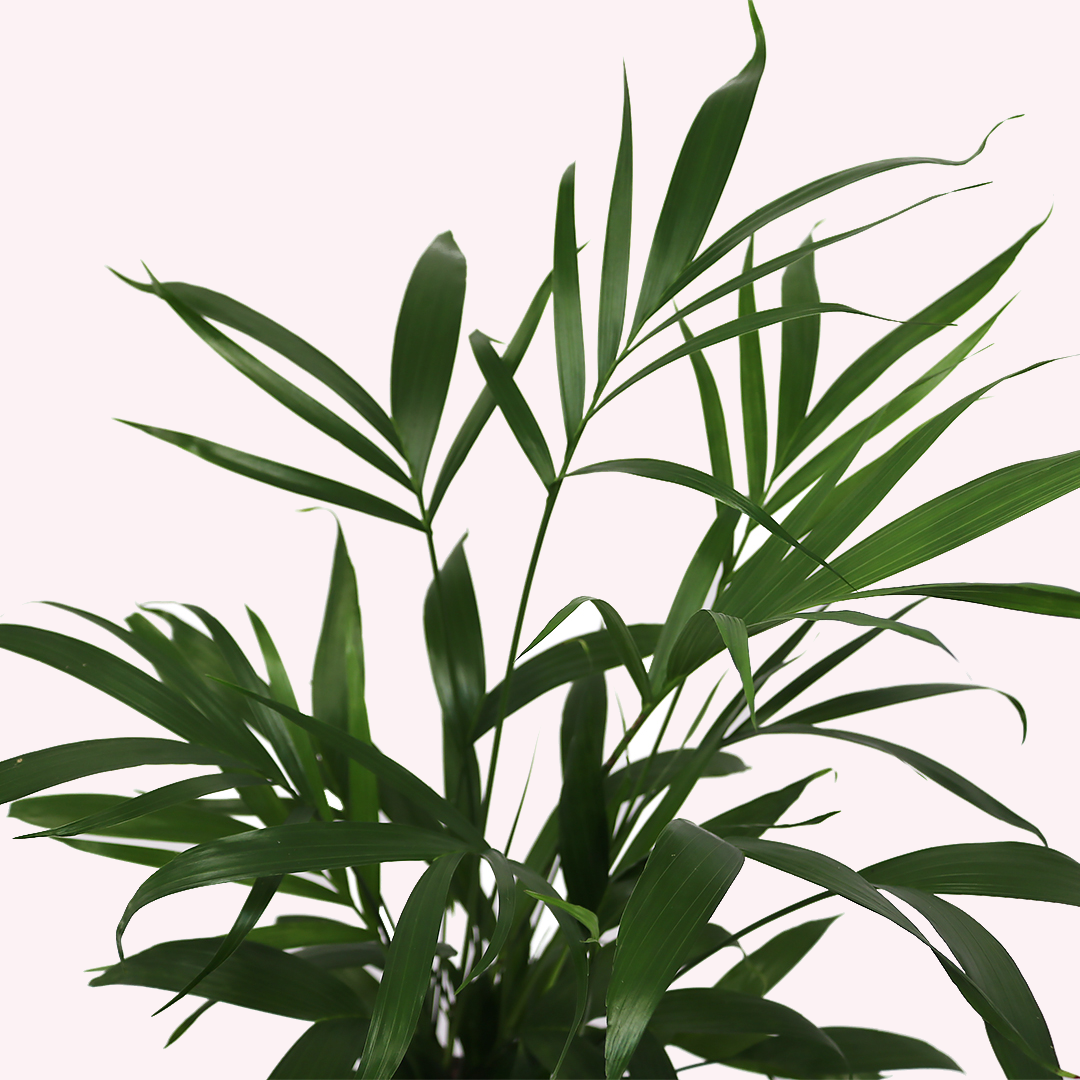 buy cat palm Cat Palm, 6" Pot